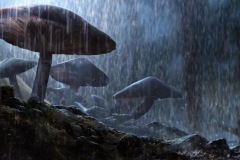MUSHROOMS01